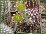 Echinocereus chloranthus