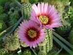 Echinocereus fitchii