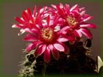 Gymnocalycium baldianum