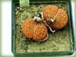 Lithops-aucampiae